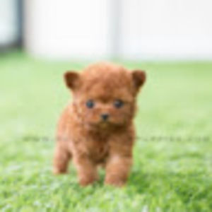 Meet your Posher, Sophia